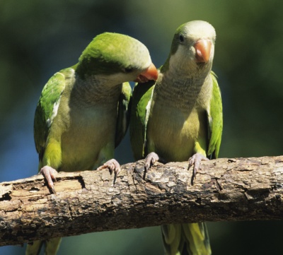 A pair of Quaker Parrots (also known as "Monk Parakeets") on a branch in Brazil, one of their shrinking native habitats. Preserving the health of the many wild flocks in the U.S. and other developed countries around the world may well be key to preventing these birds from going extinct altogether. (Photo: Getty Images)