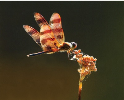 Milton Tierney, of Waldorf, took first place in 2008 Maryland Natural Resource Magazine Photo Contest with this photo titled, Resting Dragonfly.