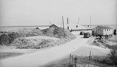A humungous oyster shuck pile next to an oyster house in Rock Point, Charles County, in April 1941. Years of pollution, disease, and overharvesting have left the local oyster and crab economy in a bad state. (Photo: Reginald Hotchkiss)