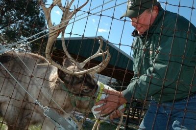 Brian Adelhardt feeds treats to Spruce, one of two reindeer on his farm. (Photo by Maryland Newsline's James K. Sanborn)