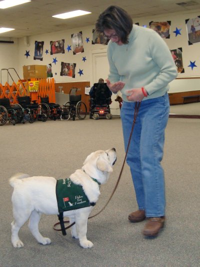 Cody, a yellow Labrador puppy, looks up at Joanne Wilson, not pictured. Wilson is raising Cody for Fidos for Freedom, an assistance dog training organization. (Photo: Jennifer Hlad)