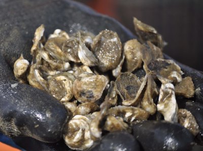 Maryland Gov. Martin O'Malley says he is optimistic Maryland can harness a share of the oyster farming industry that has already exploded in Asia, California and the Chesapeake waters of Virginia. These baby oysters were raised at Chesapeake Bay Oyster Co.'s farm in Virginia. (News21 photo by Zettler Clay)