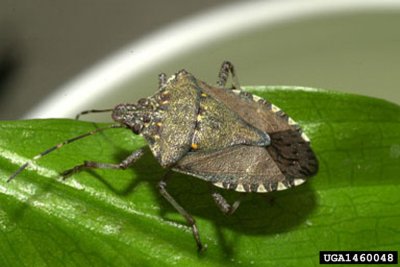 The brown marmorated stink bug is indigenous to Asia and is considered an agricultural pest in Japan. The insects have been found in trees and in houses, where they produce a pungent, malodorous chemical. The insect can be an agricultural pest, threatening apples, pears, peaches, figs, mulberries, citrus, persimmon and soybeans. (Photo: invasive.org)