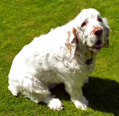 An example of the appearance of a Clumber Spaniel. (This image, which was originally posted to Flickr, was uploaded to Commons using Flickr upload bot on 20:46, 9 December 2009 (UTC) by Miyagawa)