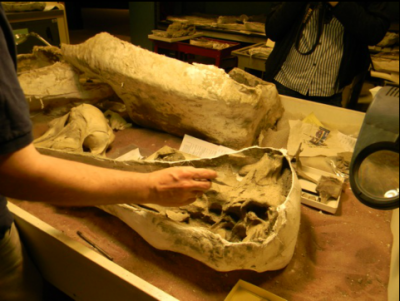 Stephen Godfrey points to the eye cavity in the 12-million-year-old skull of the now extinct dolphin species, Lophocetus pappus.