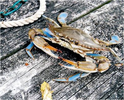Blue Crab (Photo: Md. Dept. of Natural Resources)