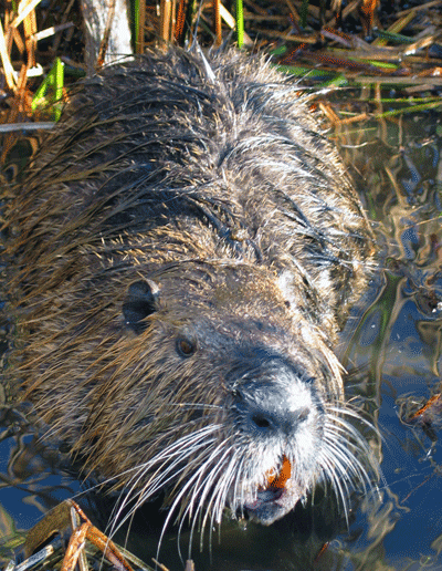 A nutria (Myocastor coypus). "Nutria are invasive, non-native, semi-aquatic, South American rodents first released into Dorchester County, Maryland in 1943." --U.S. Fish & Wildlife Service.