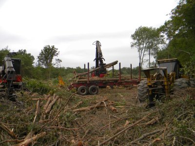 A knuckle boom loader moves trimmed logs to a truck that will hold about 80,000 pounds of wood. (Photo: Max Bennett)
