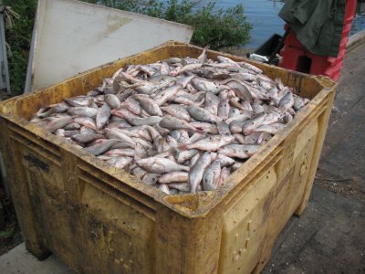St. Mary’s watermen charged with harvesting thousands of pounds of undersized croaker. (Photo: DNR)