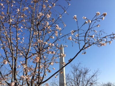 Cherry blossoms are popping near the Washington Monument. (Photo: Matt Beinart)