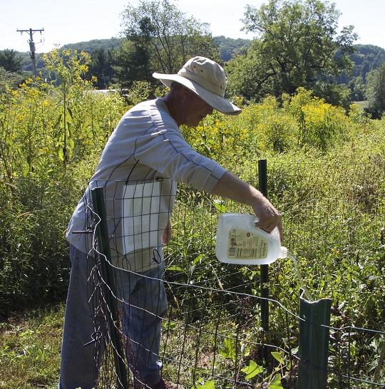 Wayne Skinner, a volunteer at Cromwell Valley Park in Baltimore County, waters the park's white turtlehead plants. (Photo: Hannah Lang, 14-SEP-2016)