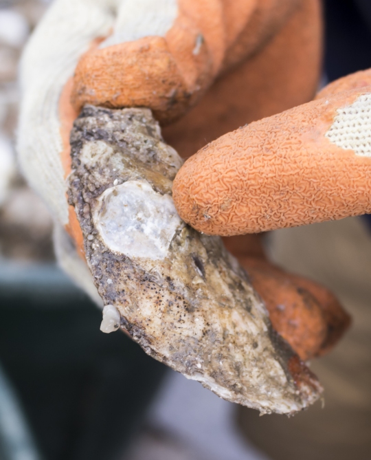 : Shell Recycling Alliance driver Wayne Witzke points to an example Dec. 8, 2017, of where a baby oyster was formerly attached to shell in Annapolis. Witzke and his colleagues recycle shell to bolster state and federally sponsored, large-scale oyster restoration in Chesapeake Bay tributaries. (Photo: Alex Mann)