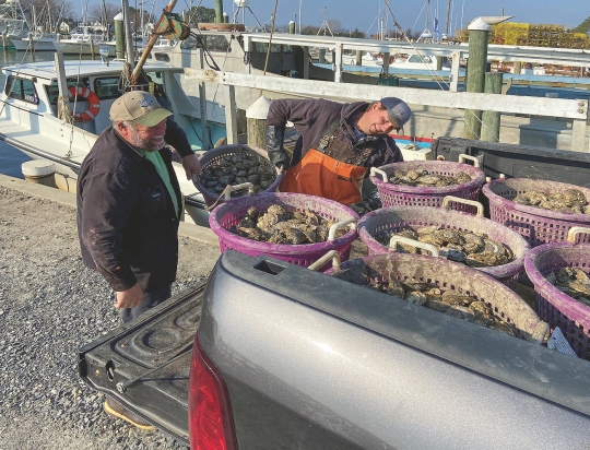 Bill Huber and Jason Robbins hoist a bushel of oysters into the back of a pickup truck on Hooper's Island, MD, in December 2020. Bay watermen are having little trouble reaching their state-imposed bivalve quotas each day but are fetching lower prices than last year. (Bay Journal photo by Jeremy Cox)