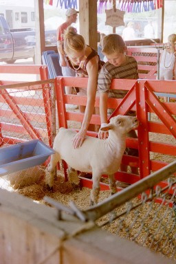 Petting the Sheep