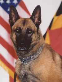 The St. Mary's County Sheriff's Office announced today the loss of K-9 Yanic. Yanic was diagnosed with cancer and euthanized on Thursday. 