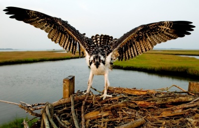 SMCM senior Jay Fleming, of Annapolis, won the Annual Student Art Exhibit’s Joseph Marion Gough, Jr. Excellence in Art Award for his photograph titled “Osprey.”