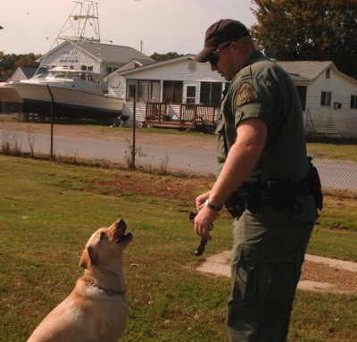 Maryland Department of Natural Resources Police Officer Tim Pheabus gets his dog, 3-year-old Ruddy, ready to work with a snap collar, the sound of which signifies to Ruddy that it is time to track. Ruddy tracked Pheabus' cell phone, a credit card and a single shotgun shell in the grass near Breezy Point Marina in Calvert County on Oct. 13. (Capital News Service Photo by Aleksandra Robinson)