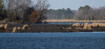 Runaway slaves on the Underground Railroad had to traverse harsh and demanding terrain on Maryland's Eastern Shore, such as this swamp in Dorchester County. Harriet Tubman traveled it repeatedly to help others reach freedom. (Photo by Steven Mendoza, Capital News Service/Maryland Newsline)