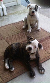 These two American Bulldog puppies were stolen from the backyard of a residence in the 2800 block of Holyhead Court in Waldorf.