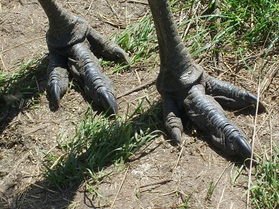 Emu feet. The bird uses its feet for self-defense. Combat with a human could result in severe injury to person. (Photo: Wikimedia Commons)