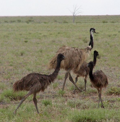 A family of Emu in Queensland, Australia — their native land. (Photo: Wikimedia Commons)
