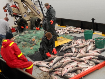 DNR personnel work to cut loose striped bass from seized poachers' nets which were discovered after a citizen tip. (Photo: DNR)