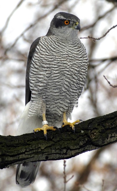 A Northern Goshawk, the species no longer exists in Maryland, after the remains of a nesting female and her three chicks were discovered dead. The bird was believed to have been shot by an unknown culprit. (Photo: Norbert Kenntner via Wikipedia. This file is licensed under the Creative Commons Attribution-Share Alike 3.0 Unported license)