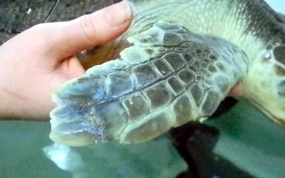 The stitches on this Kemp's Ridley sea turtle's front right flipper are healing well on Thursday, Feb. 7, after a partial amputation was done at the rescue program in January to remove a joint lesion the reptile sustained before being rescued in November. (Photo: Angela Harvey)