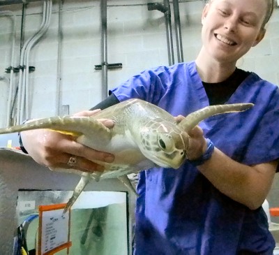 Amber White holds a green sea turtle being treated at the rescue program on Thursday, Feb. 7. The reptile has gastrointestinal problems and is taking antibiotics for an upper respiratory infection. (Photo: Angela Harvey)
