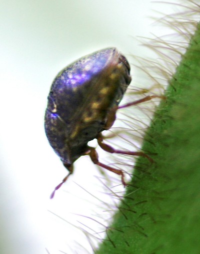 The kudzu bug, another invasive species from Asia, has been found in Calvert, Charles and St. Mary's counties, as well as Anne Arundel and Prince George’s. (Photo courtesy of USDA)