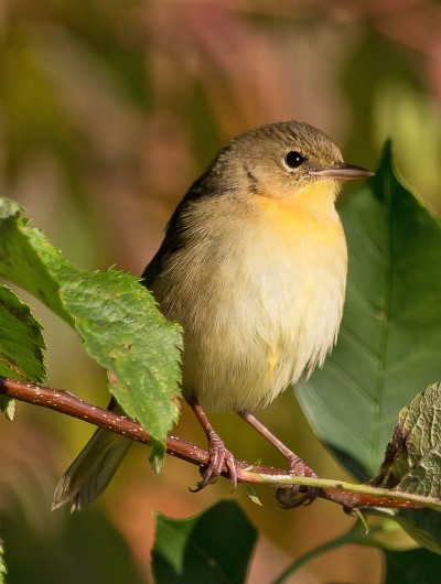 The common yellowthroat migrates from North America to Central America and the Caribbean, where a large amount of coffee is grown. (Photo courtesy John Benson via Flickr)