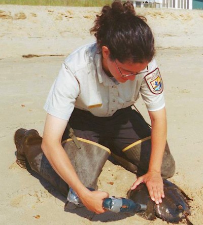 Sheila Eyler, a biologist with the U.S. Fish and Wildlife Service, tags a horseshoe crab with a unique label so it can be tracked along the Atlantic coast. (Photo courtesy of Sheila Eyler/U.S. Fish and Wildlife Service.)