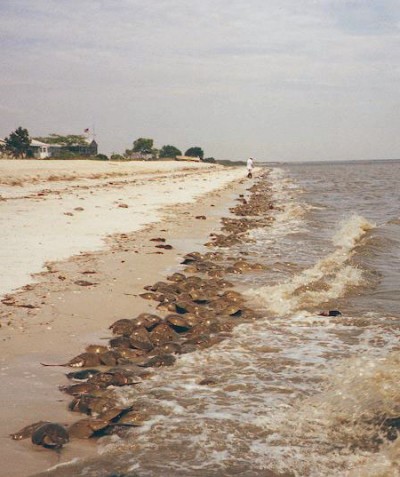 Horseshoe crabs can be seen spawning in the spring. (Photo courtesy of Sheila Eyler/U.S. Fish and Wildlife Service.)