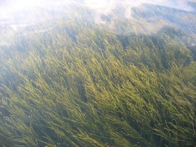 A wild celery bed in the waters of the Chesapeake Bay. Photo courtesy of the Maryland Department of Natural Resources.