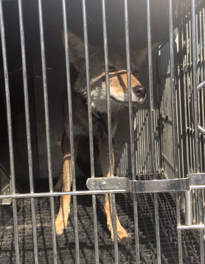 The pet coyote prior to being destroyed by the state. DNR employees advised local police that possession of the animal was illegal in Maryland.