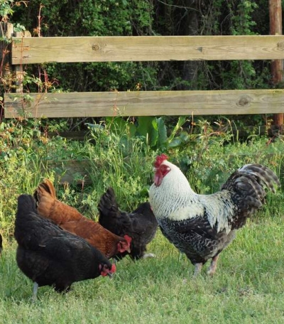 The demand for free range chickens and eggs is up as consumers demand healthy, cruelty-free food. (Photo: Hunter Desportes via Flickr, (CC BY 2.0))