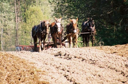 A horse-drawn Amish plow team prepares a field for planting off of Friendship School Road. (somd.com File Photo)