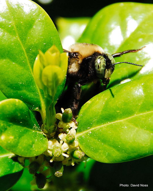 A bee communes with a needlepoint holly in Callaway, Md. in 2006. (Photo: David Noss)