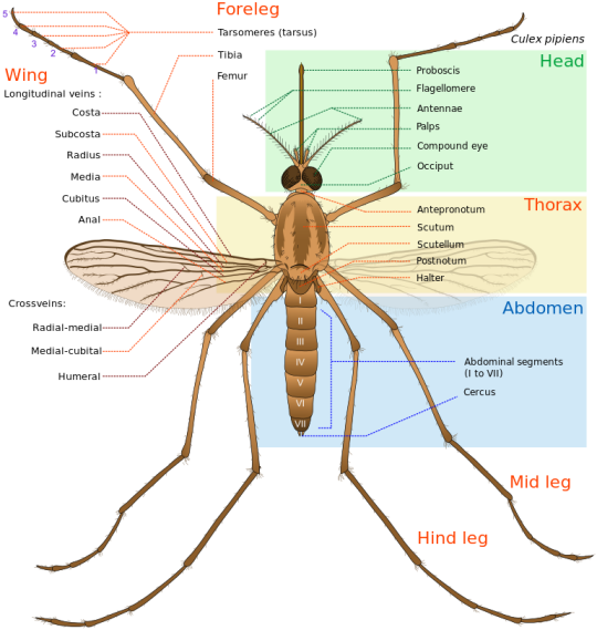 Illustration showing the anatomy of a mosquito. (Illustration: Mariana Ruiz Villarreal)