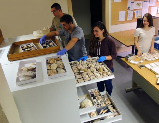 Left, John Nance, paleontology summer interns Peyton Mills, Amber Hobbs, and Cecily Hein clean and sort shells into their new specimen trays and cabinets, funded by a grant from the RSMIS Foundation.