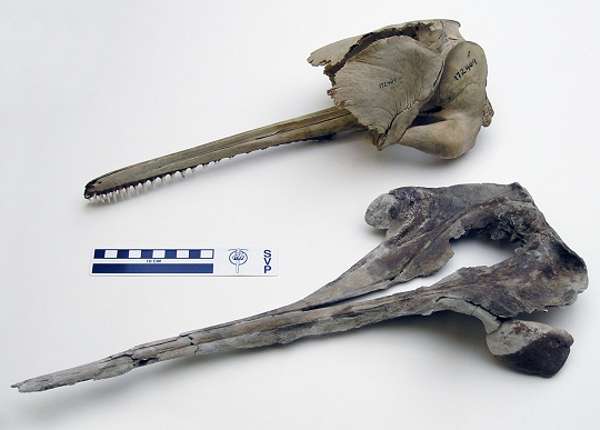 Figure 1. Araeodelphis, (lower jaw not preserved) is the most archaic known member of the family (the Platanistidae) to which the South Asian river dolphin is also a member (background, skull shown without lower jaw). Scale bar is in centimeters. CMM Photo by S. Godfrey.