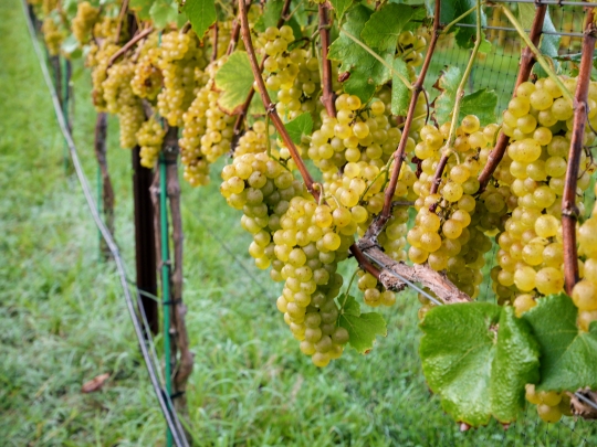 Grapes hang on the vine. (Photo: Robin Hill Farm and Vineyards)