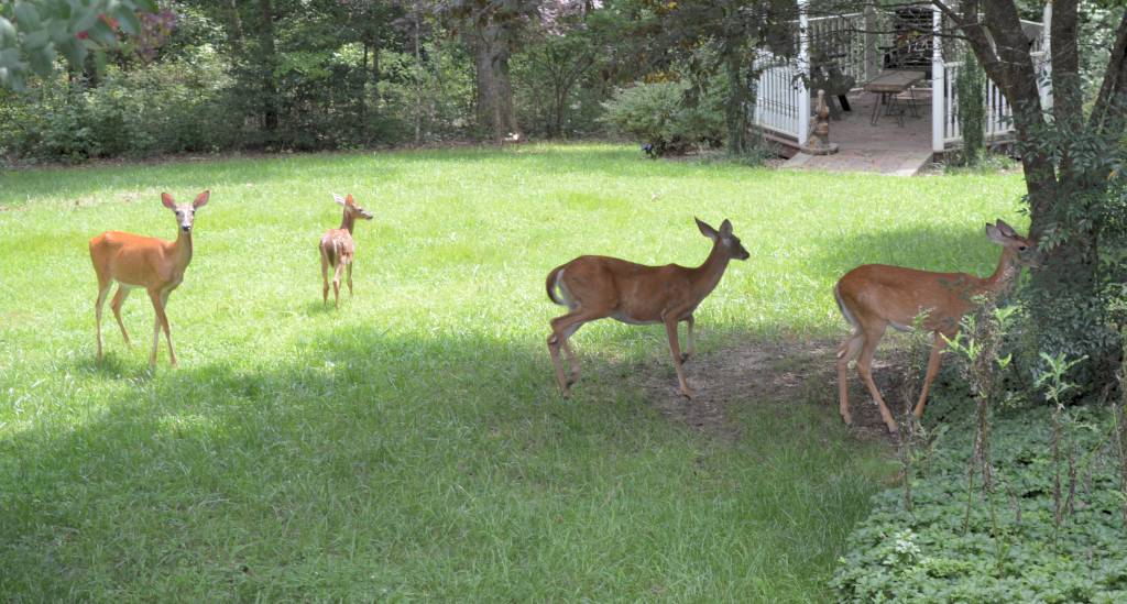 These deer venture out of the woods almost daily to feed in this yard in Callaway, St. Mary's Co. (Photo: David Noss)