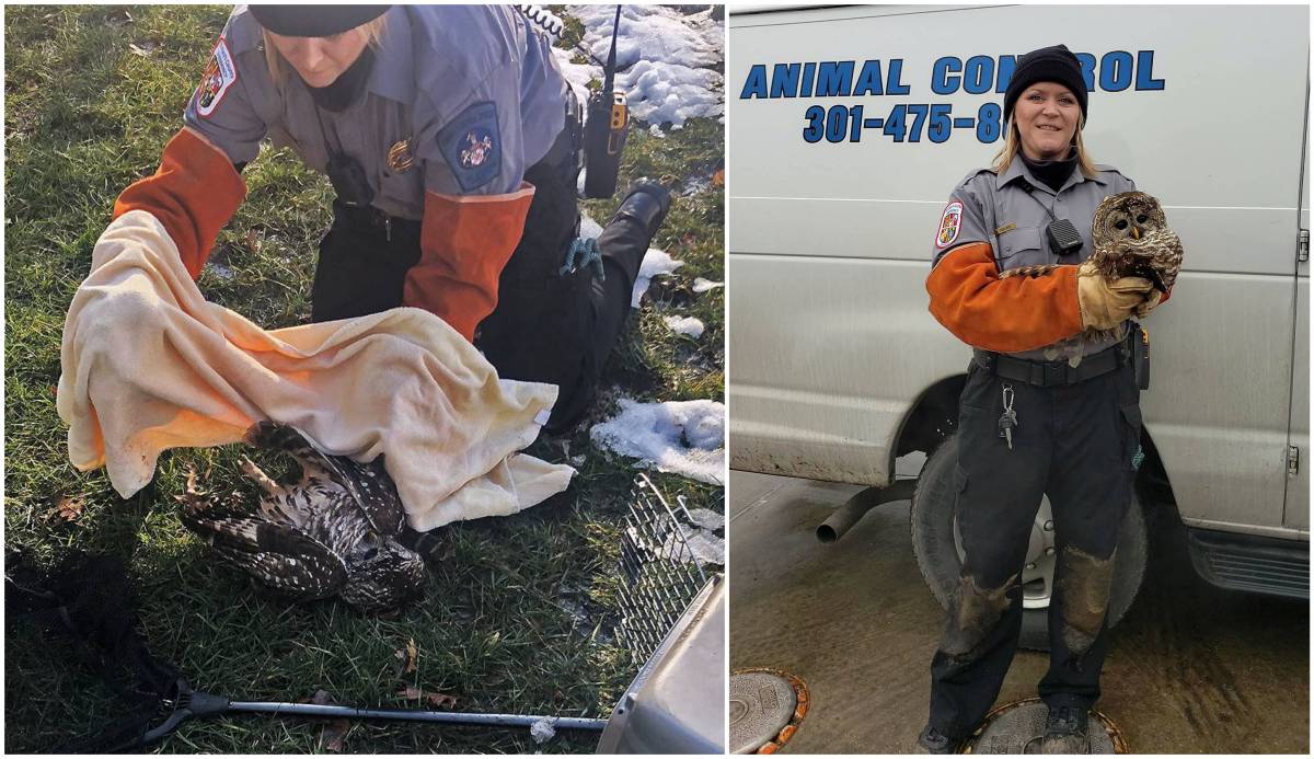 St. Mary's Co. Animal Control Officer Christy Hoover rescued an injured owl after responding to a location in Wildewood Friday. (Photos courtesy of Animal Control)