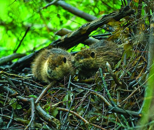A pair of young beavers perch atop their lodge in a Nanticoke River wetland. (Photo: Dave Harp)