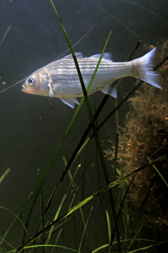 A juvenile rockfish or striped bass. (Photo: Dave Harp)
