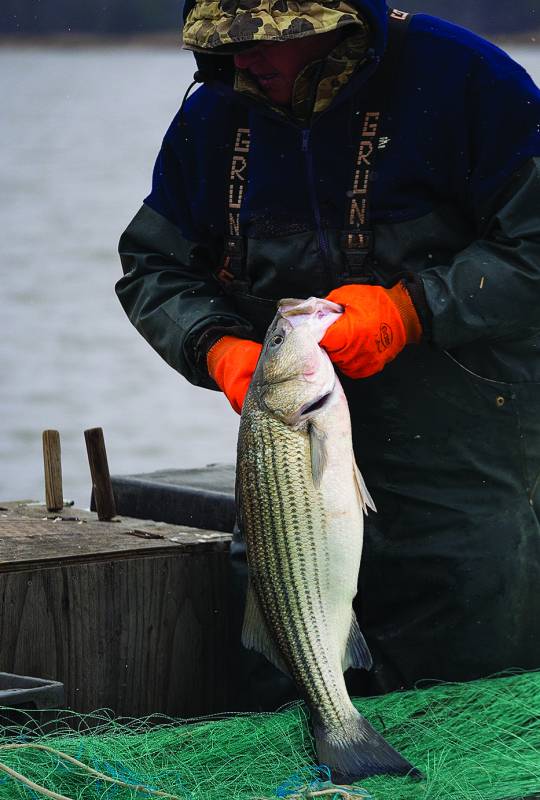 Striped bass, also known as rockfish, are one of the most popular sport and commercial fish in the Chesapeake Bay and along the mid-Atlantic coast. Their population has been in decline for at least a decade. (Dave Harp)