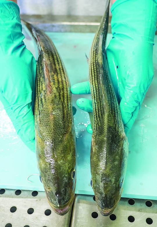 An apparently healthy striped bass, left, and a suspiciously unhealthy one will have their spleens removed and tested for mycobacteria. (Dave Harp)