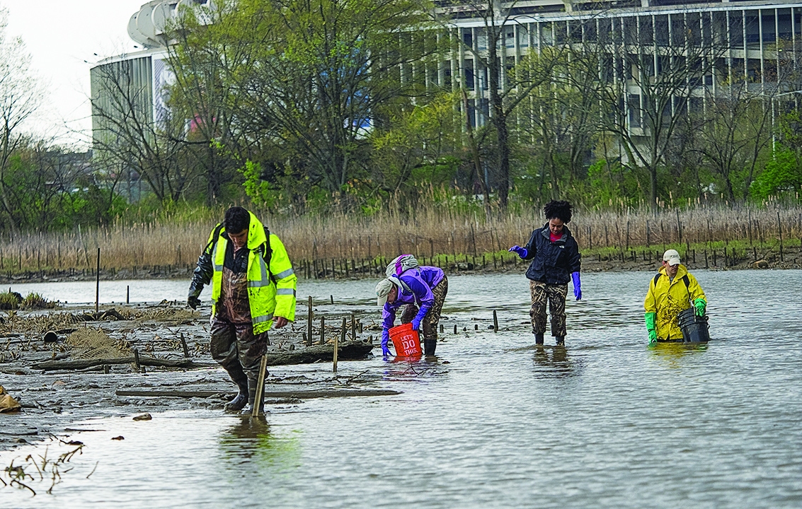 Mussel enthusiasts have been working in the Anacostia River watershed for years. Shown here in 2016, Jorge Bogantes Montero of the Anacostia Watershed Society leads a group surveying for mussels through marshy areas of the river at low tide. (Bay Journal photo by Dave Harp)