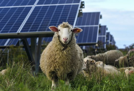 A sheep takes a break from munching on vegetation at the Nittany 1 solar array in Pennsylvania. (Photo courtesy of Lightsource BP)